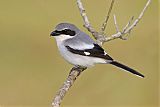 Loggerhead Shrike